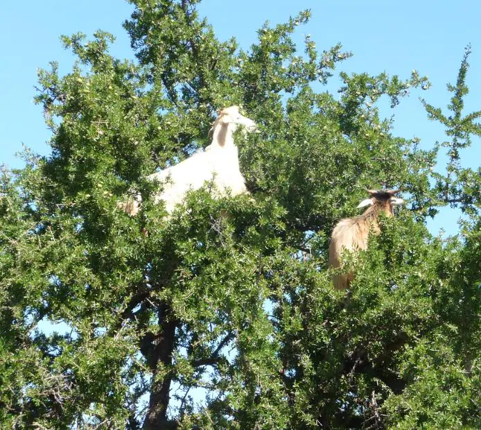 Argania spinosa - Árvore Argan, Ouro Marroquino, Árvore da Vida - Imagem 8