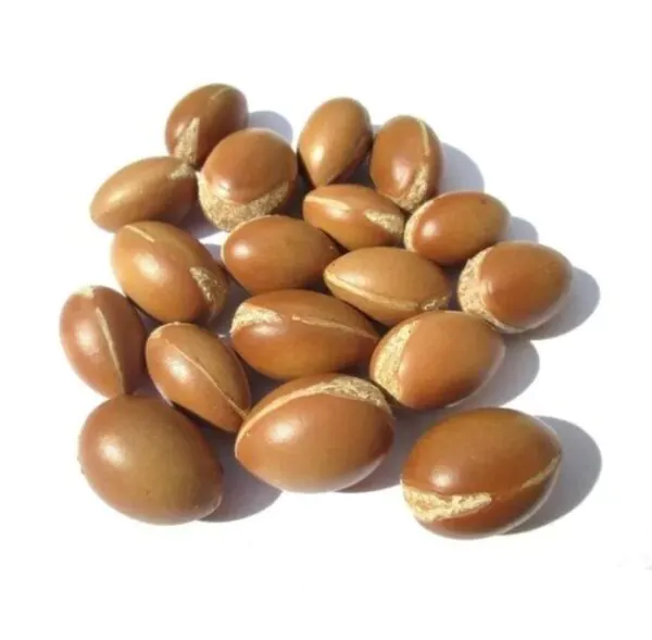 Argania spinosa - Árvore Argan, Ouro Marroquino, Árvore da Vida - Imagem 10