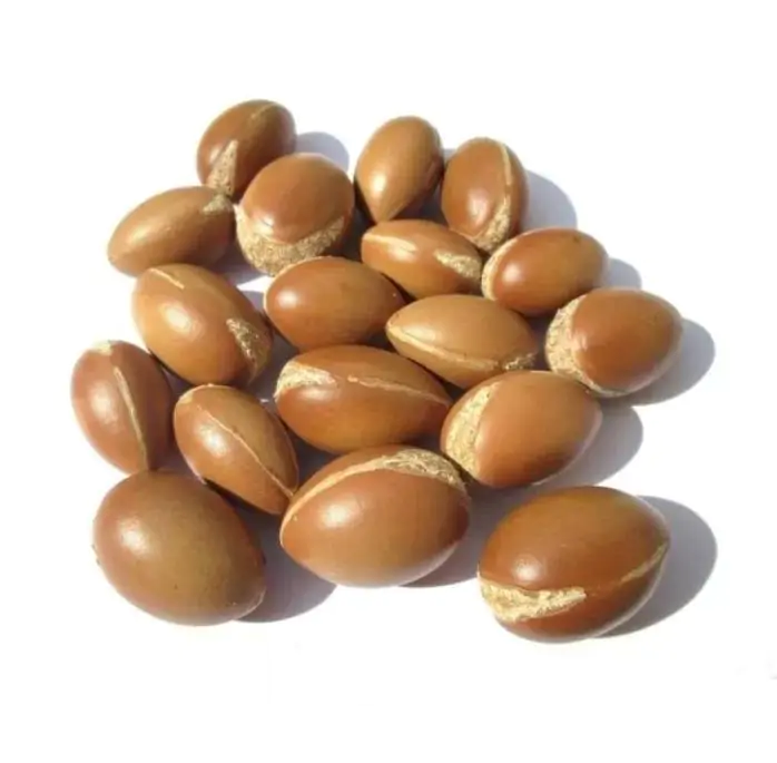 Argania spinosa - Árvore Argan, Ouro Marroquino, Árvore da Vida - Imagem 10