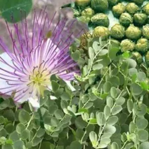 Capparis Spinosa Var. Inermis - Alcaparra, Alcaparras - As verdadeiras alcaparras