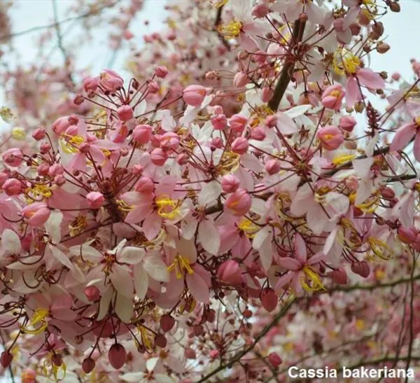 Cassia bakeriana  - Cassia Flor de Macieira Anã, Cássia Chuveiro Cor-de-rosa, Árvore dos Desejos - Imagem 6
