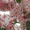 Cassia javanica ssp. Nodosa - Cassia Flor de Maçã, Cassia Rosa, Cassia Javanesa, Cássia Chuveiro de Java