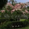 Cassia javanica ssp. Nodosa - Cassia Flor de Maçã, Cassia Rosa, Cassia Javanesa, Cássia Chuveiro de Java - Image 3