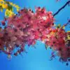 Cassia javanica ssp. Nodosa - Cassia Flor de Maçã, Cassia Rosa, Cassia Javanesa, Cássia Chuveiro de Java - Image 8