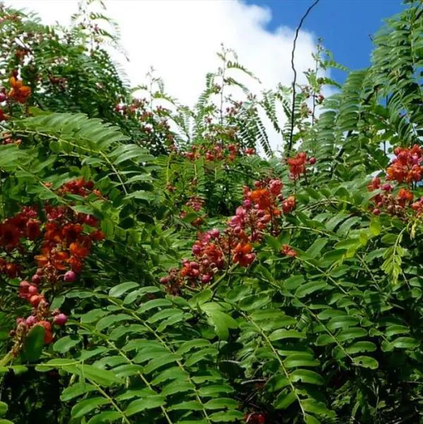Cassia roxburghii (Cassia marginata) - Cassia vermelha, Árvore chuveiro vermelho, Árvore de Chuva Arco-Íris, Senna do C - Image 3