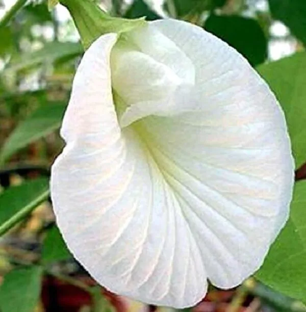Clitoria ternatea Albiflora - Ervilha Borboleta Branca, Flor de Fada Branca, Flor de Concha, Rainha Branca, Po - Imagem 2