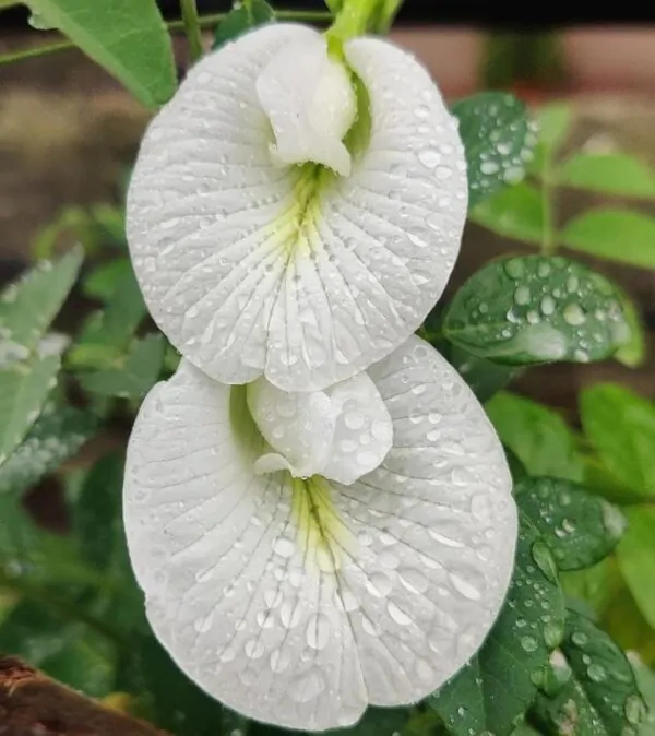 Clitoria ternatea Albiflora - Ervilha Borboleta Branca, Flor de Fada Branca, Flor de Concha, Rainha Branca, Po - Imagem 5