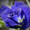 Clitoria ternatea (Double Flower) - Ervilha Borboleta Dobrada, Flor de Fada Azul Dobrada, Cunhã, Ismênia