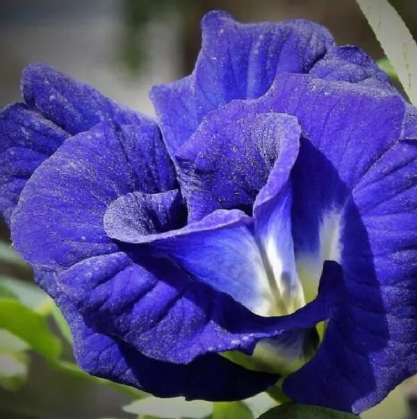 Clitoria ternatea (Double Flower) - Ervilha Borboleta Dobrada, Flor de Fada Azul Dobrada, Cunhã, Ismênia