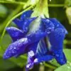 Clitoria ternatea (Double Flower) - Ervilha Borboleta Dobrada, Flor de Fada Azul Dobrada, Cunhã, Ismênia - Image 3