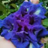 Clitoria ternatea (Double Flower) - Ervilha Borboleta Dobrada, Flor de Fada Azul Dobrada, Cunhã, Ismênia - Image 4