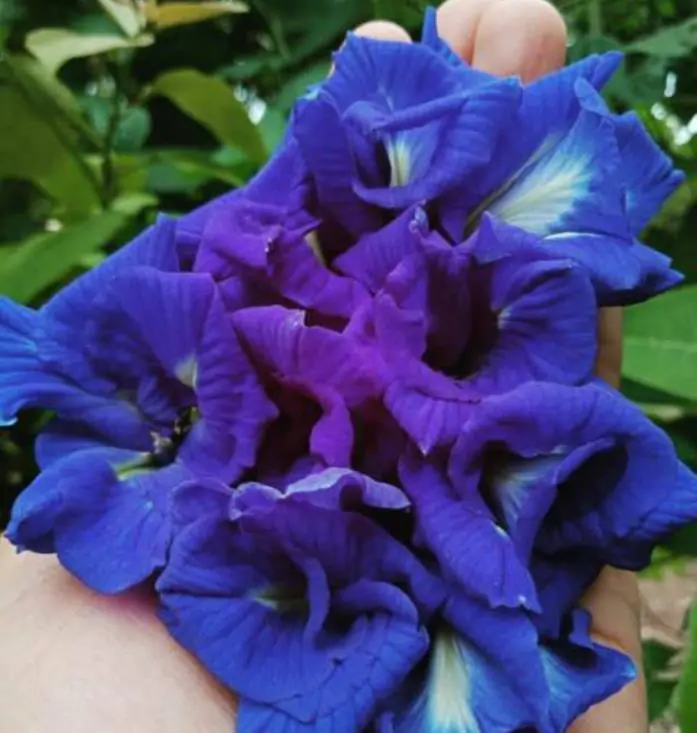Clitoria ternatea (Double Flower) - Ervilha Borboleta Dobrada, Flor de Fada Azul Dobrada, Cunhã, Ismênia - Imagem 4
