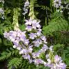 Galega officinalis - Galega, Arruda Caprária, Arruda de Cabra, Arruda-Caprária, Goat's Rue