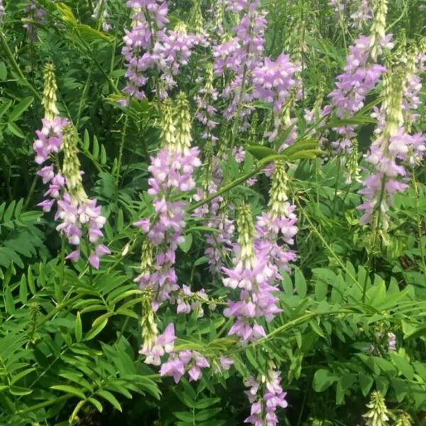 Galega officinalis - Galega, Arruda Caprária, Arruda de Cabra, Arruda-Caprária, Goat's Rue - Image 3