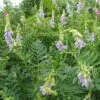 Galega officinalis - Galega, Arruda Caprária, Arruda de Cabra, Arruda-Caprária, Goat's Rue - Image 4