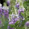 Galega officinalis - Galega, Arruda Caprária, Arruda de Cabra, Arruda-Caprária, Goat's Rue - Image 5
