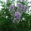 Galega officinalis - Galega, Arruda Caprária, Arruda de Cabra, Arruda-Caprária, Goat's Rue - Image 6