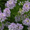 Galega officinalis - Galega, Arruda Caprária, Arruda de Cabra, Arruda-Caprária, Goat's Rue - Image 7