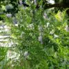 Galega officinalis - Galega, Arruda Caprária, Arruda de Cabra, Arruda-Caprária, Goat's Rue - Image 8