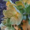 Helleborus argutifolius - Heléboro da Córsega, Rosa de Natal da Córsega, Flor de Cristo, Heléboro Folhas d