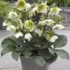 Helleborus argutifolius - Heléboro da Córsega, Rosa de Natal da Córsega, Flor de Cristo, Heléboro Folhas d - Image 3