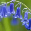 Hyacinthoides non-scripta - Bluebells, Sino das Estrelas, Sino das Fadas, Flor de Fadas, Jacinto Selvagem En - Image 2
