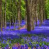 Hyacinthoides non-scripta - Bluebells, Sino das Estrelas, Sino das Fadas, Flor de Fadas, Jacinto Selvagem En - Image 4