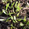 Hyacinthoides non-scripta - Bluebells, Sino das Estrelas, Sino das Fadas, Flor de Fadas, Jacinto Selvagem En - Image 10