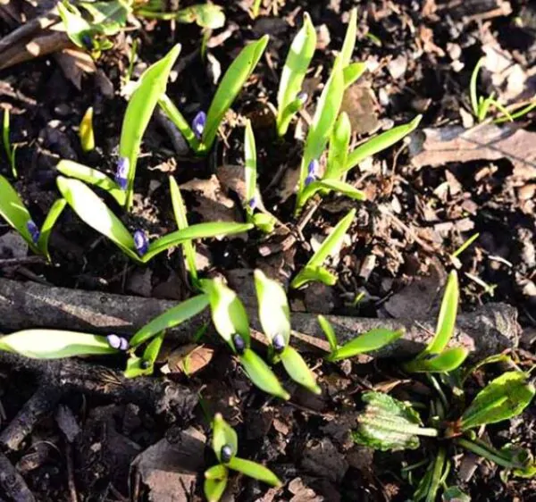 Hyacinthoides non-scripta - Bluebells, Sino das Estrelas, Sino das Fadas, Flor de Fadas, Jacinto Selvagem En - Image 10