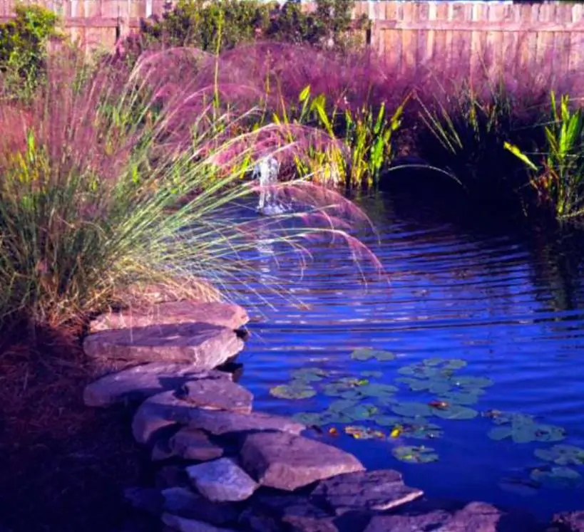 Muhlenbergia capillaris - Grama Rosa Ornamental, Grama Rosa, Muhlygrass, Mulhy Pink Grass, Sweetgrass