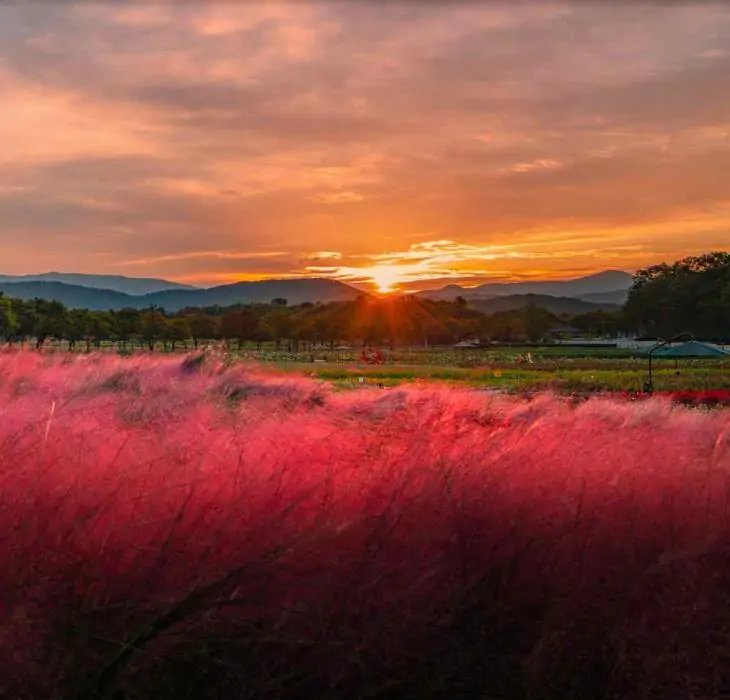 Muhlenbergia capillaris - Grama Rosa Ornamental, Grama Rosa, Muhlygrass, Mulhy Pink Grass, Sweetgrass - Imagem 2