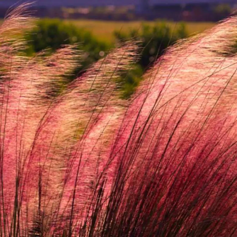 Muhlenbergia capillaris - Grama Rosa Ornamental, Grama Rosa, Muhlygrass, Mulhy Pink Grass, Sweetgrass - Imagem 3