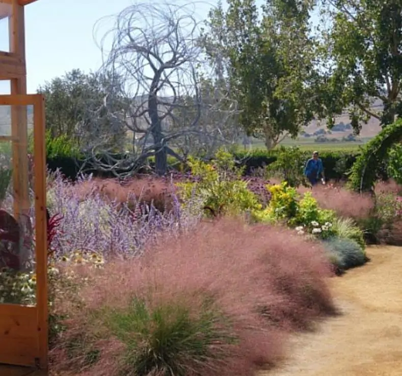 Muhlenbergia capillaris - Grama Rosa Ornamental, Grama Rosa, Muhlygrass, Mulhy Pink Grass, Sweetgrass - Imagem 4