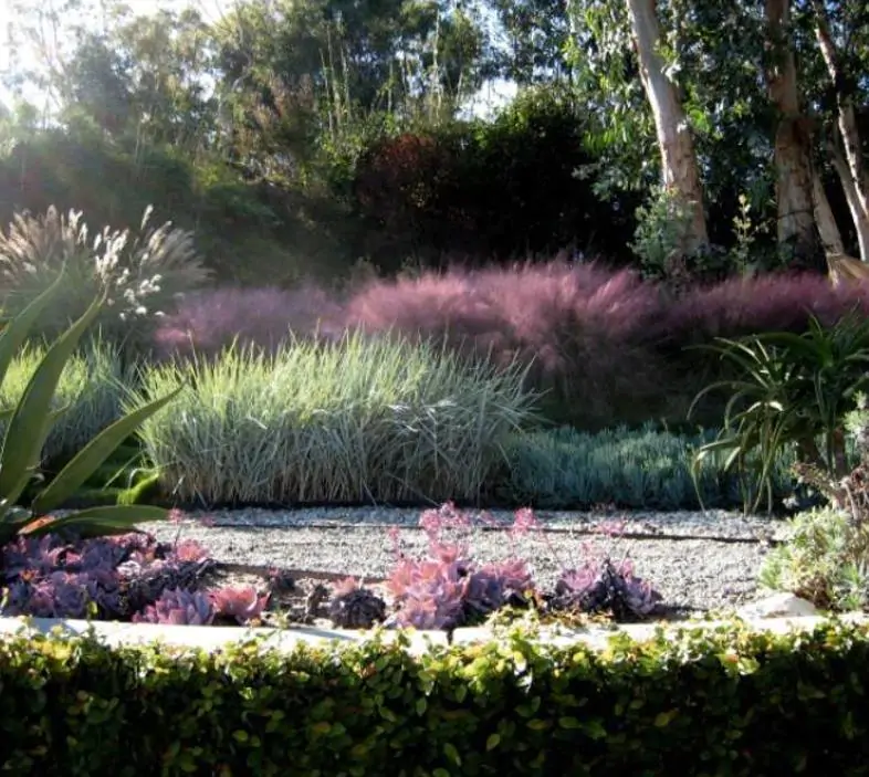 Muhlenbergia capillaris - Grama Rosa Ornamental, Grama Rosa, Muhlygrass, Mulhy Pink Grass, Sweetgrass - Imagem 5