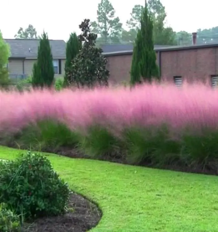 Muhlenbergia capillaris - Grama Rosa Ornamental, Grama Rosa, Muhlygrass, Mulhy Pink Grass, Sweetgrass - Imagem 6