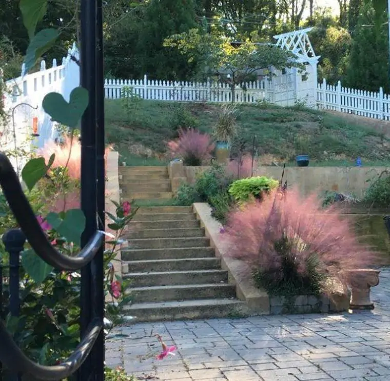 Muhlenbergia capillaris - Grama Rosa Ornamental, Grama Rosa, Muhlygrass, Mulhy Pink Grass, Sweetgrass - Imagem 7