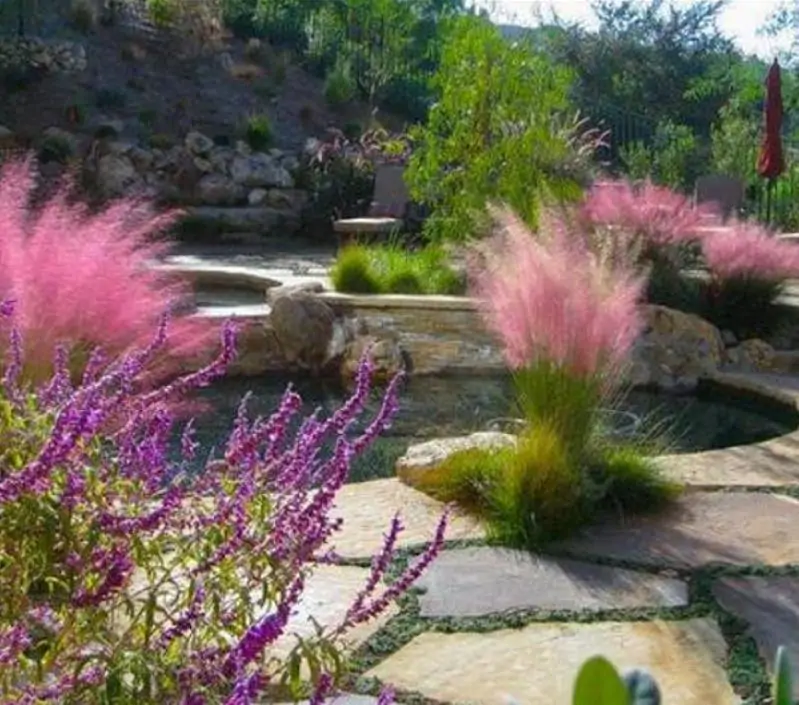 Muhlenbergia capillaris - Grama Rosa Ornamental, Grama Rosa, Muhlygrass, Mulhy Pink Grass, Sweetgrass - Imagem 8