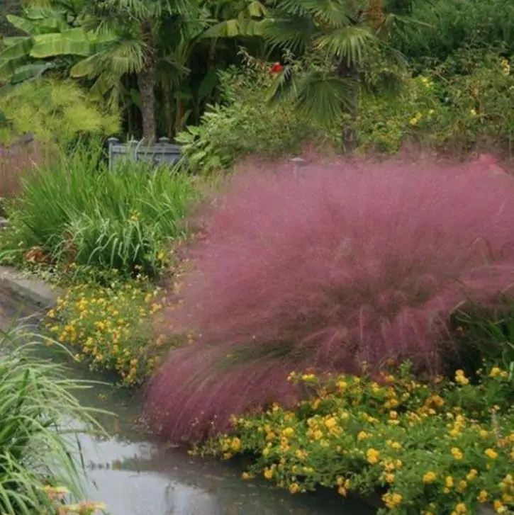 Muhlenbergia capillaris - Grama Rosa Ornamental, Grama Rosa, Muhlygrass, Mulhy Pink Grass, Sweetgrass - Imagem 9