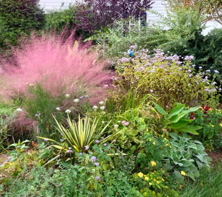 Muhlenbergia capillaris - Grama Rosa Ornamental, Grama Rosa, Muhlygrass, Mulhy Pink Grass, Sweetgrass - Imagem 10
