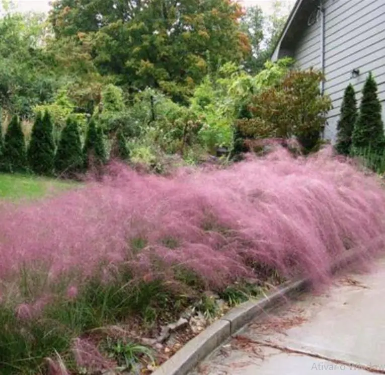 Muhlenbergia capillaris - Grama Rosa Ornamental, Grama Rosa, Muhlygrass, Mulhy Pink Grass, Sweetgrass - Imagem 11