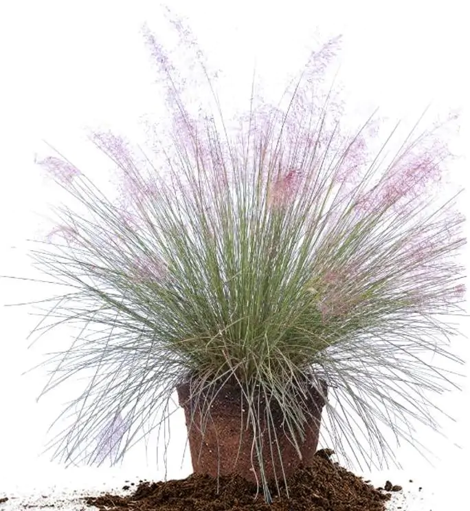 Muhlenbergia capillaris - Grama Rosa Ornamental, Grama Rosa, Muhlygrass, Mulhy Pink Grass, Sweetgrass - Imagem 12
