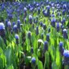 Muscari latifolium - Jacinto Uva de Folha Larga - Image 2