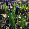 Muscari latifolium - Jacinto Uva de Folha Larga - Image 3