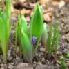 Muscari latifolium - Jacinto Uva de Folha Larga - Image 4