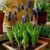 Muscari latifolium - Jacinto Uva de Folha Larga - Image 5