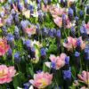 Muscari latifolium - Jacinto Uva de Folha Larga - Image 6