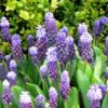 Muscari latifolium - Jacinto Uva de Folha Larga - Image 7