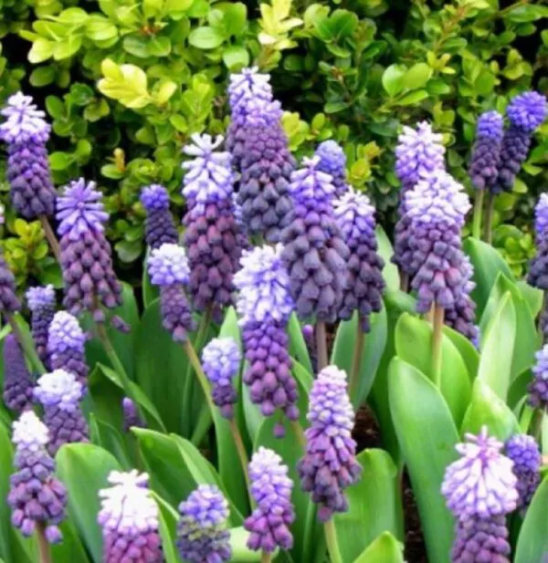 Muscari latifolium - Jacinto Uva de Folha Larga - Image 7