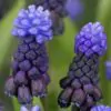 Muscari latifolium - Jacinto Uva de Folha Larga - Image 8