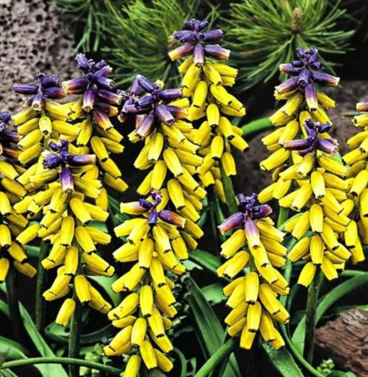 Muscari macrocarpum Golden Fragance - Jacinto Uva Dourado, Jacinto Uva Fragrância de Ouro - Imagem 2